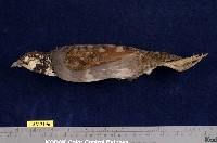 藏品(深山竹雞)的圖片